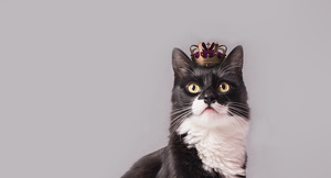 © Photo by Luku Muffin on Unsplash