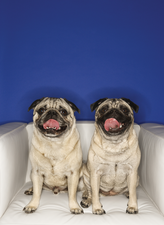 © iofoto, Fotolia © iofoto, Fotolia